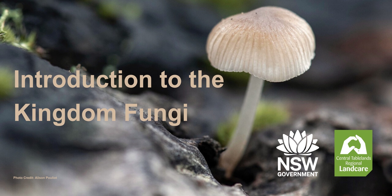 Banner image for Introduction to the Kingdom Fungi