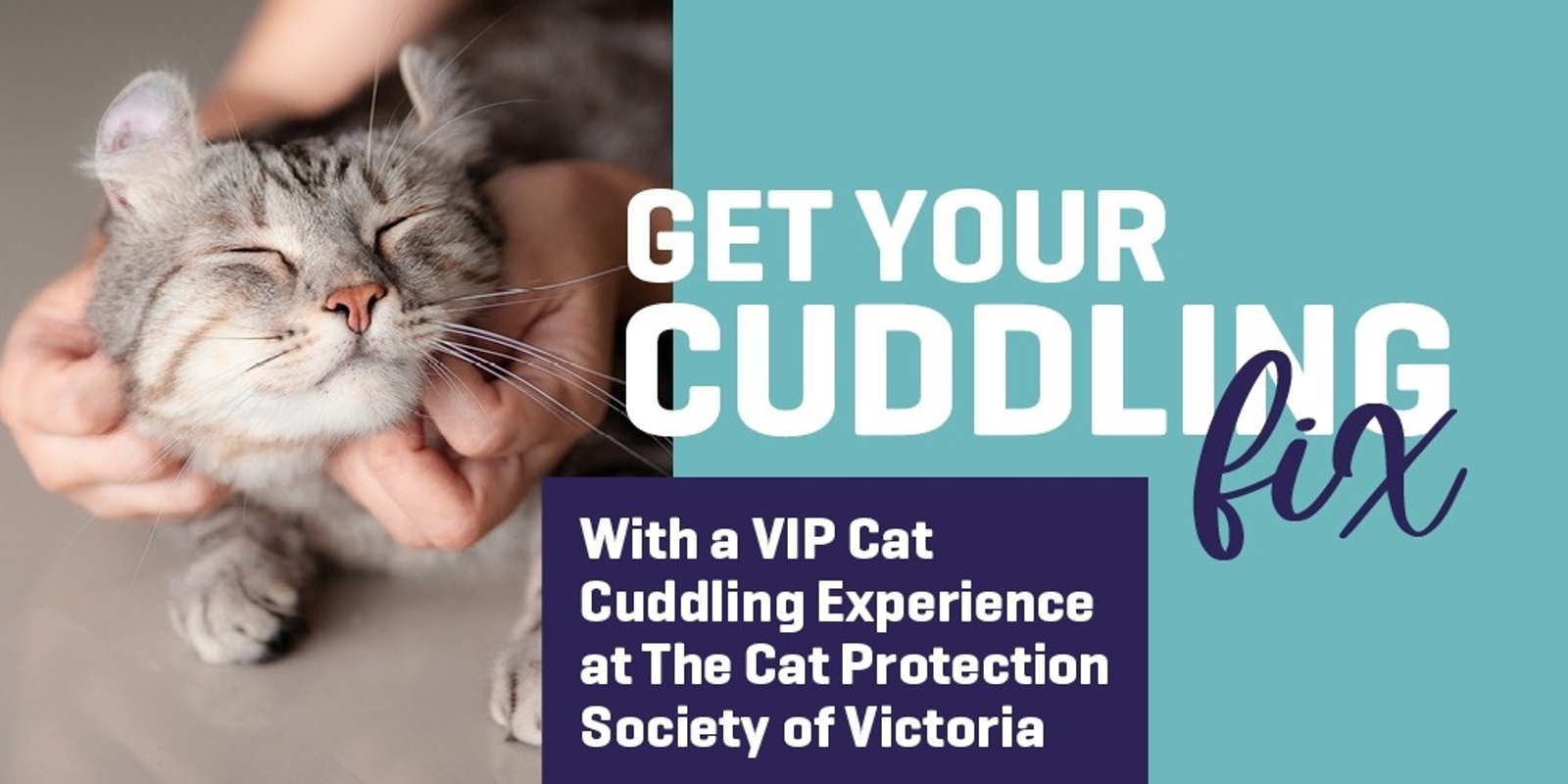Banner image for Cat Cuddling VIP Experience 