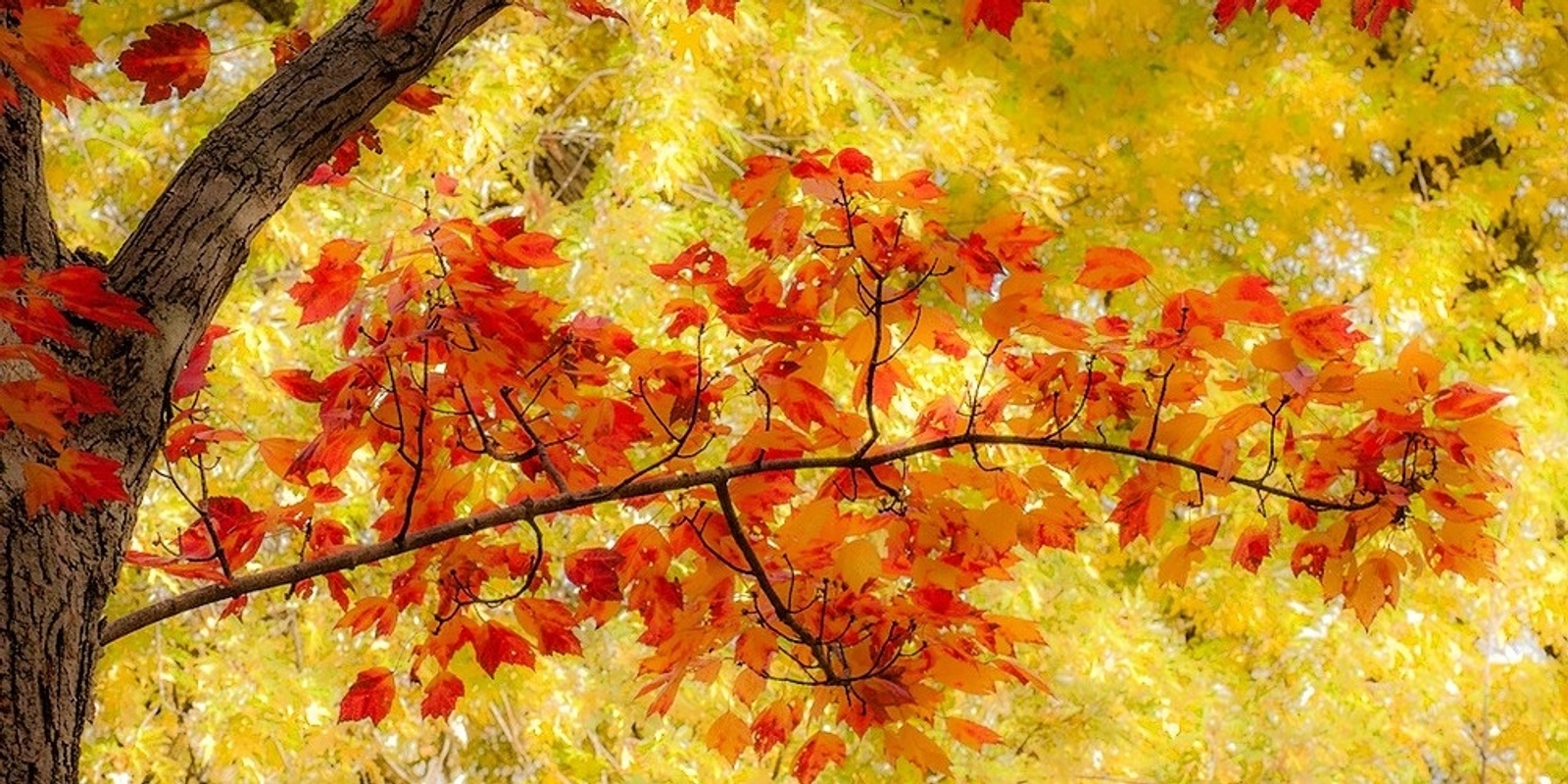 Banner image for Autumn in the Arboretum