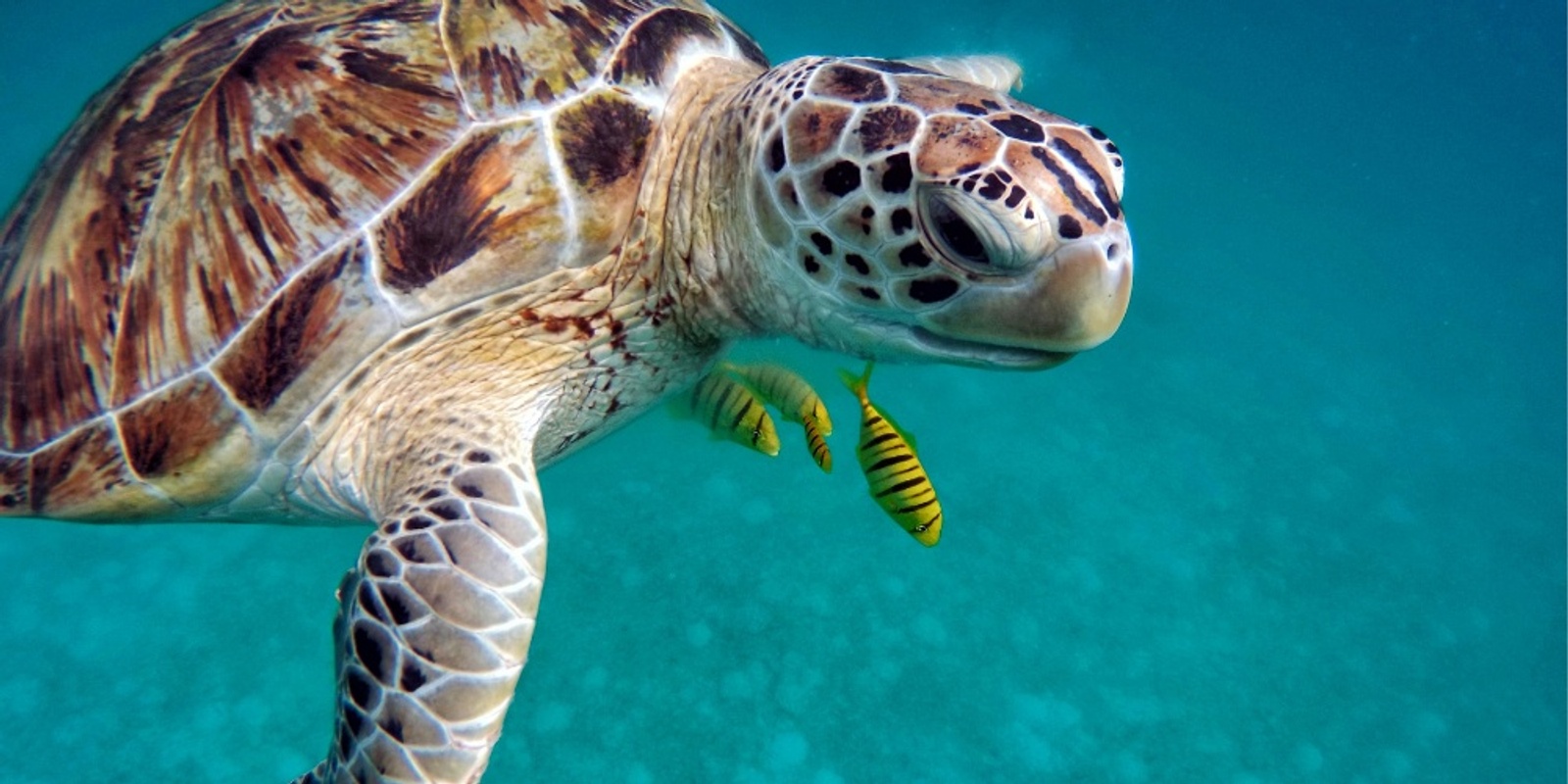 Banner image for Marine Science Monday - talking turtles with Kate Hofmeister