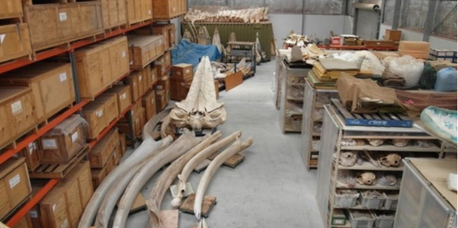 Banner image for Mid-Conference Tour #1 - Tour of the SA Museum Cetacean and Skeleton Preparation Facility 