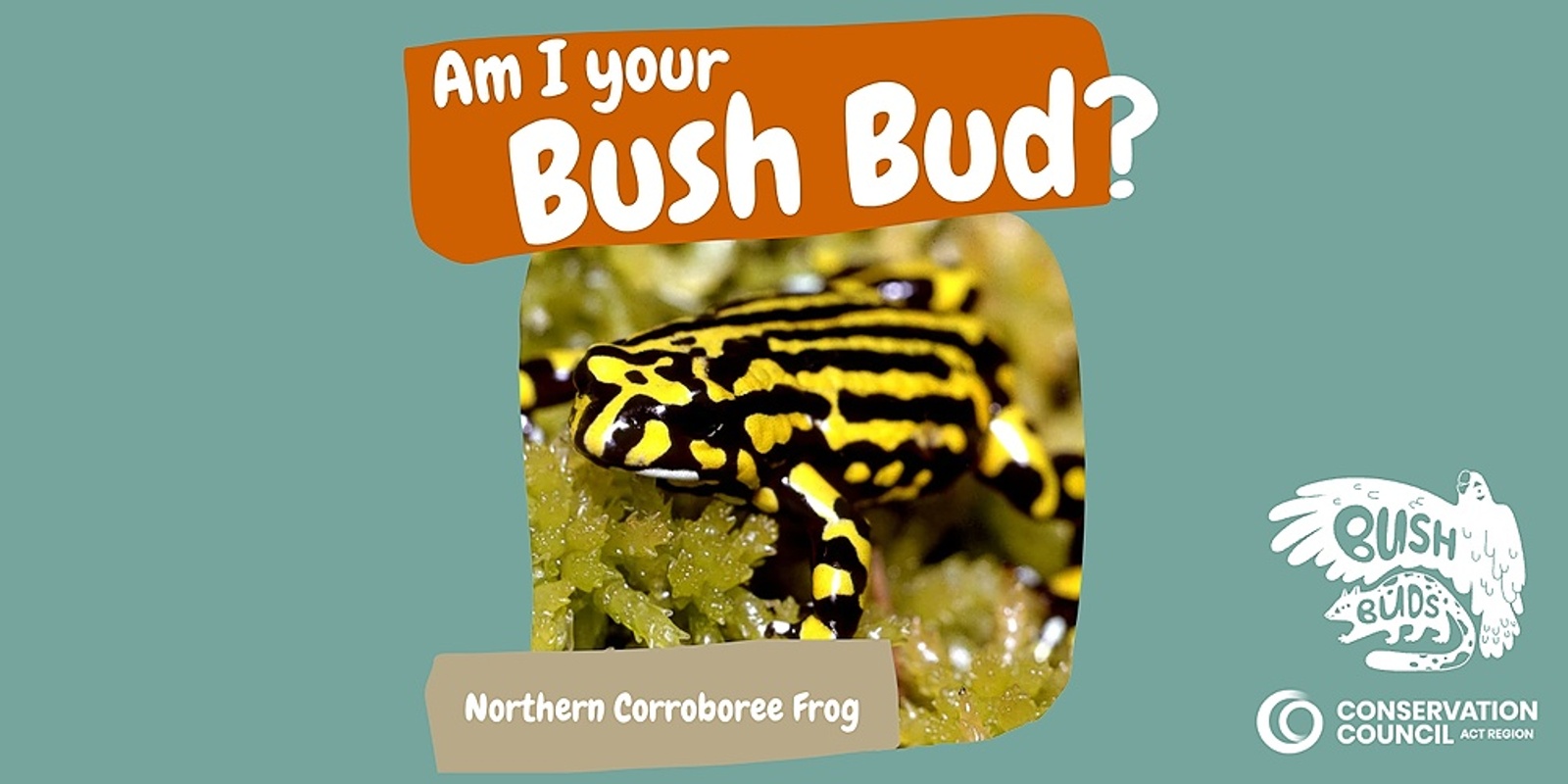 Bush Buds: Northern Corroboree Frog