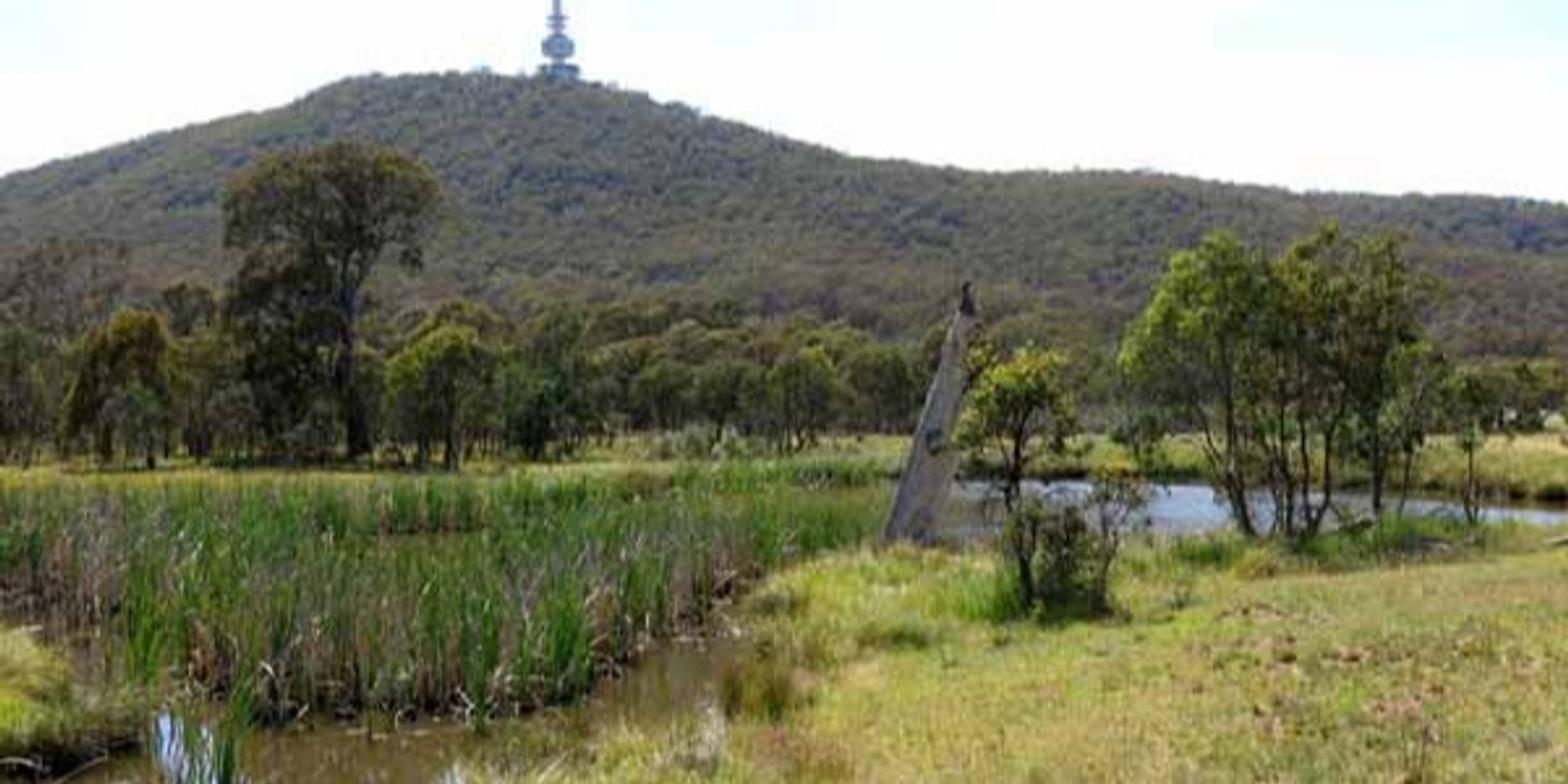 Banner image for WEEKDAY Week 2 Couch to Mt Tennent - 3.5 klms - Aranda Snow Gums