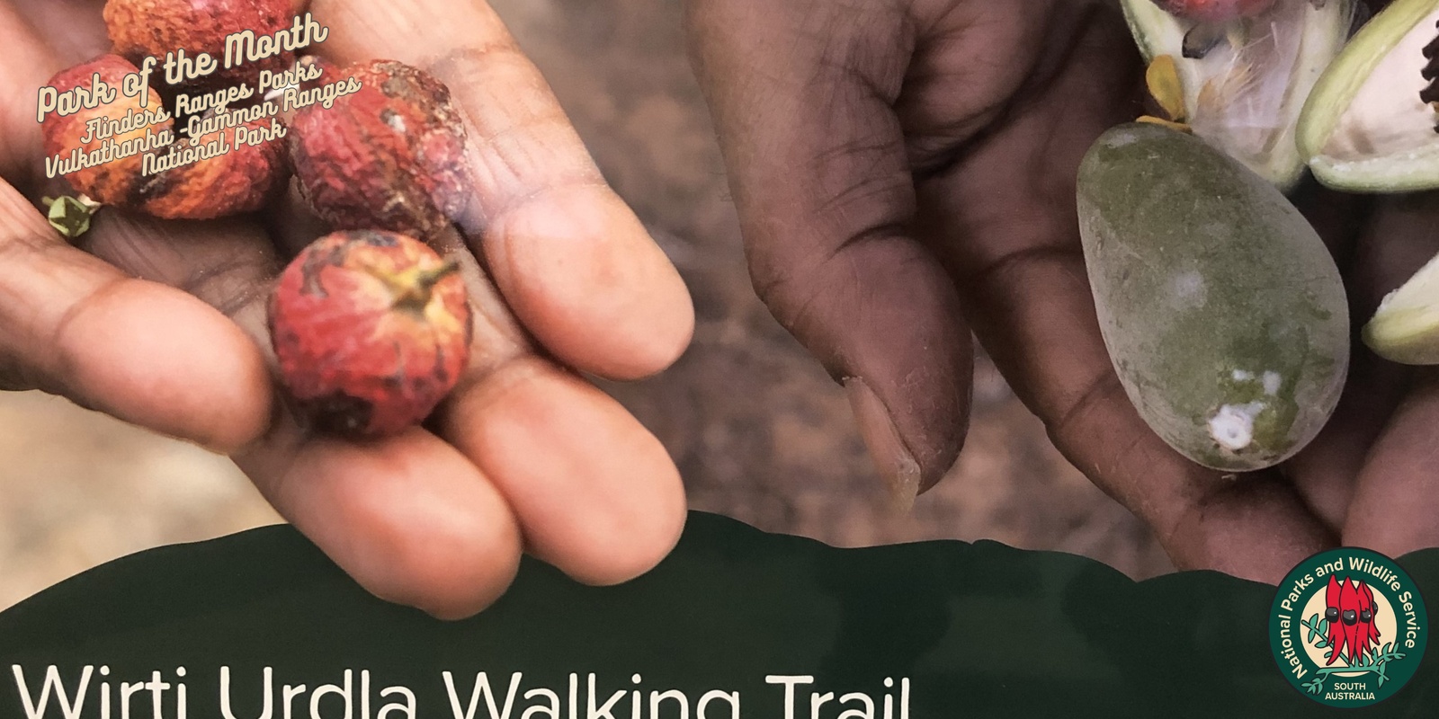 Banner image for Adnyamathanha ranger-guided walk: Wirti Urdla Walking Trail