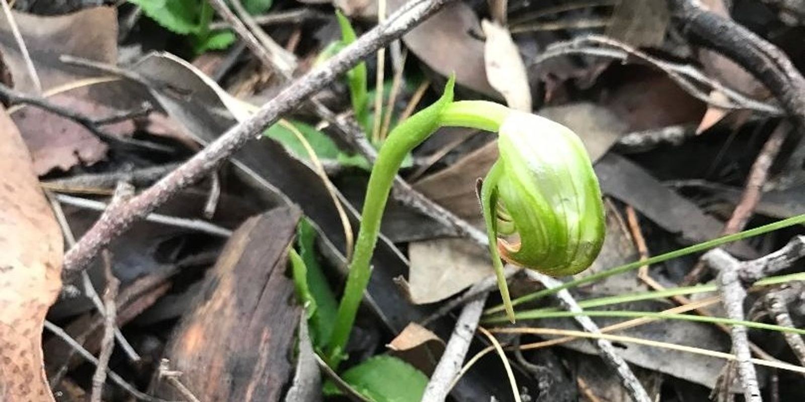 Banner image for 2024 Orchid and wildflower walk at Wooragee (third walk) 