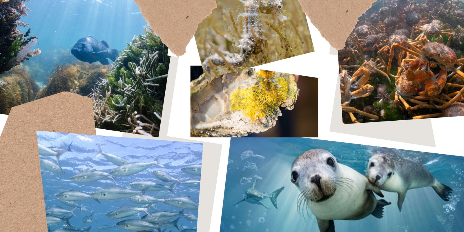 Banner image for Through the Lens: a closer look beneath the water of Coffin Bay