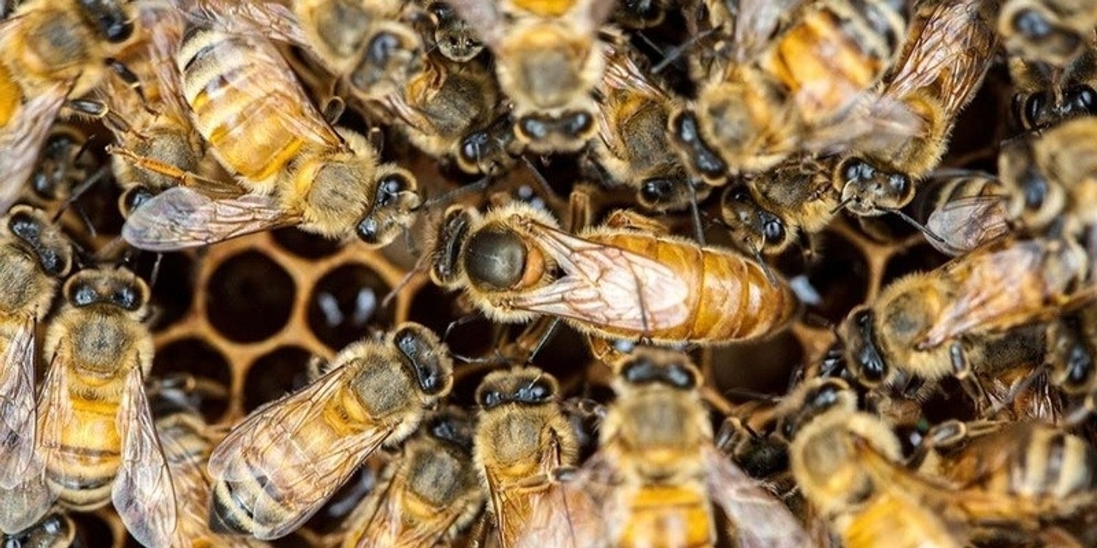 Banner image for Bee Biosecurity at CERES