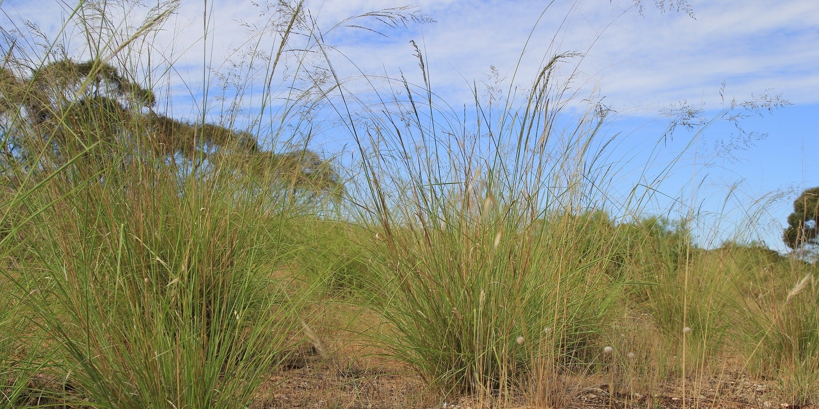 Banner image for African lovegrass management workshops