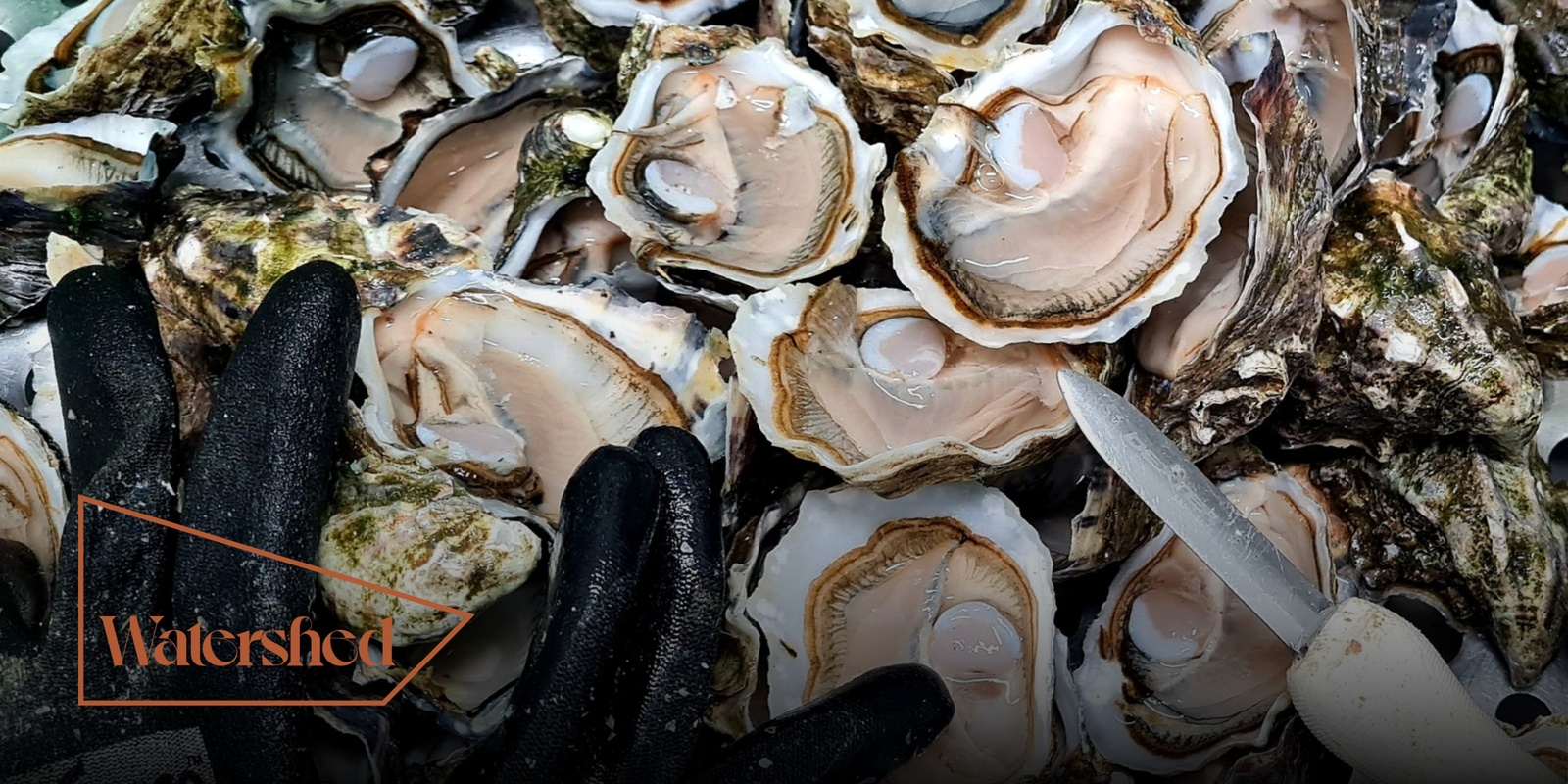 Banner image for Watershed Supper Series - Tarkine Fresh Oysters, Inglis River Meats & Elliot Gee from Golden Brown