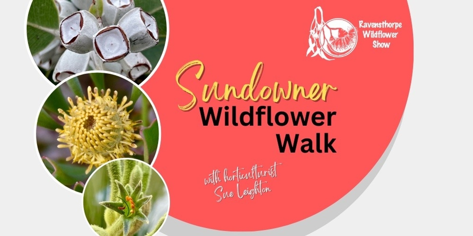 Banner image for Sundowner Wildflower Walk with Sue Leighton 