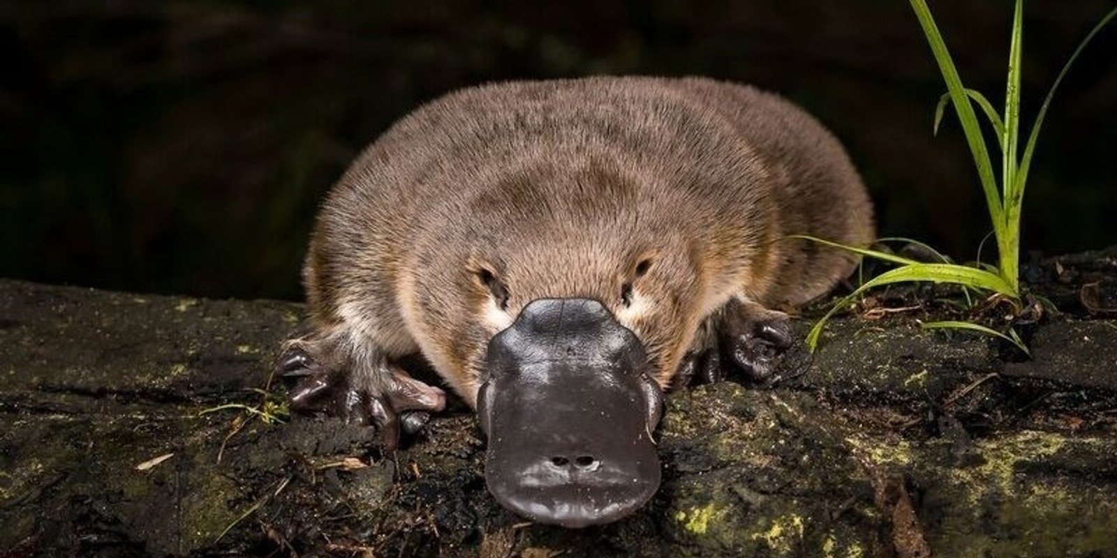 Banner image for Belgrave Community Platypus Evening