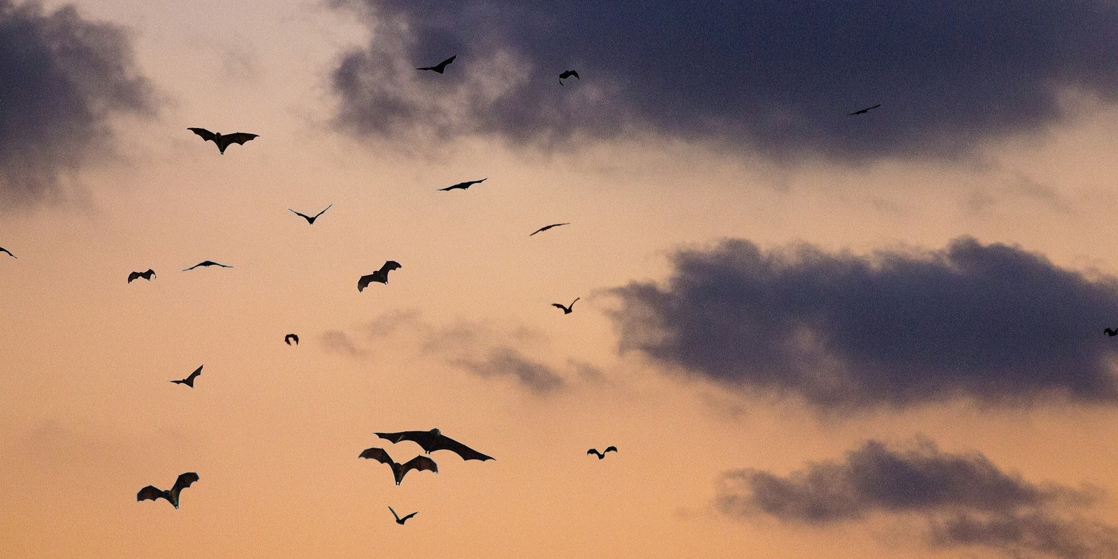 Banner image for Awe Under the Stars: Discovering our Local Microbats