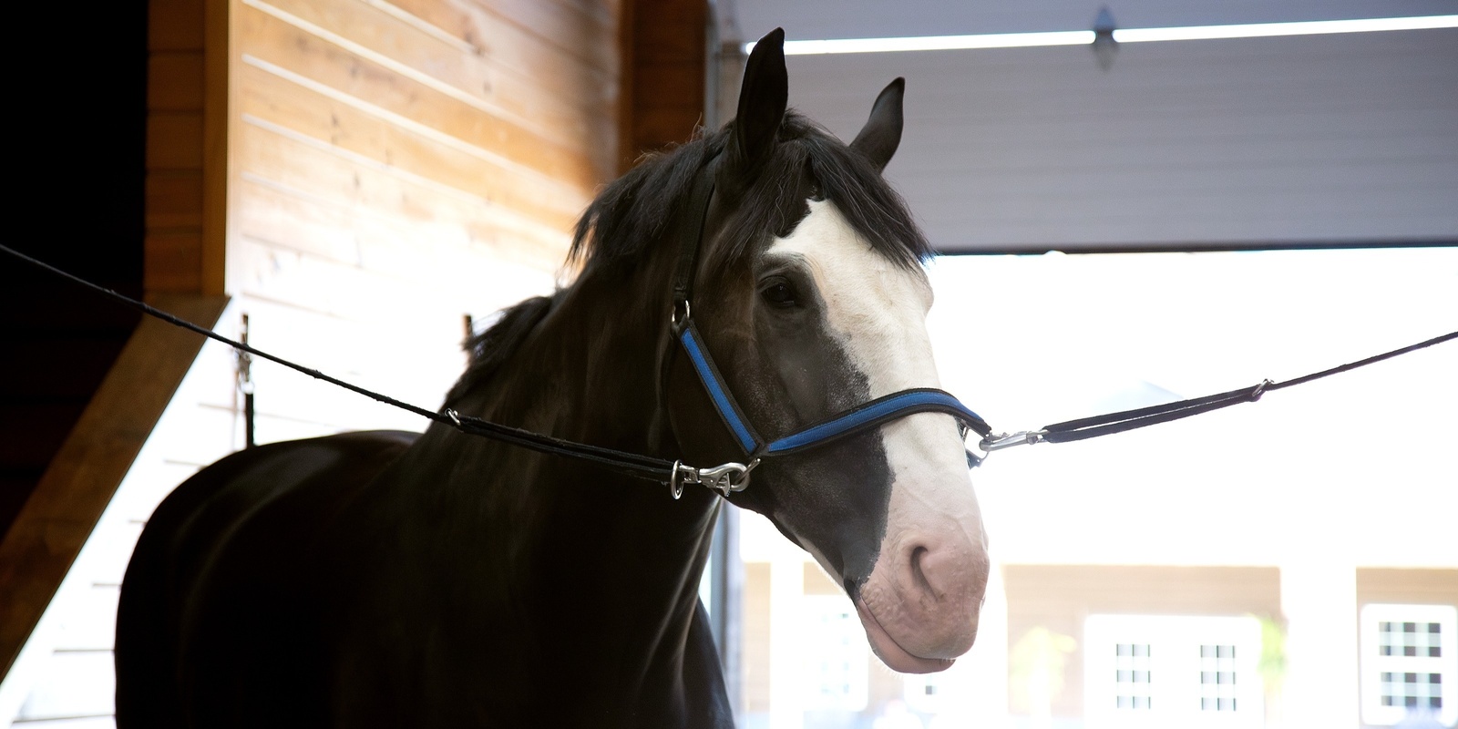 Banner image for Express Clydesdale Barn Field Trip-Yukon