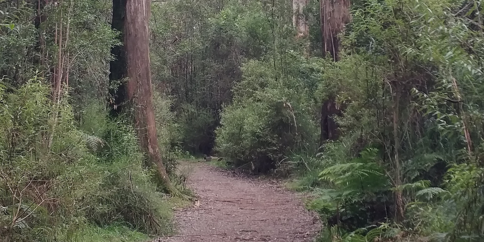 Banner image for 3 hour Forest Therapy at Sherbrooke Forest