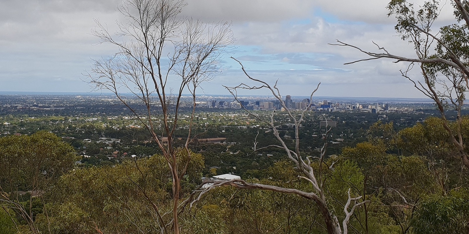 Banner image for Artist Led Bushland Dawn Walk with Bridget Currie at Carrick Hill