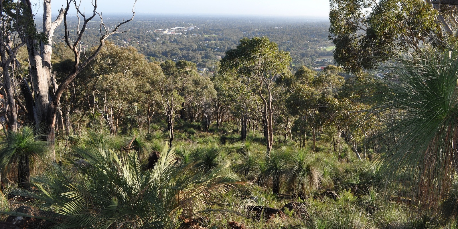 Banner image for Forest Die-Off: A Scientific Perspective