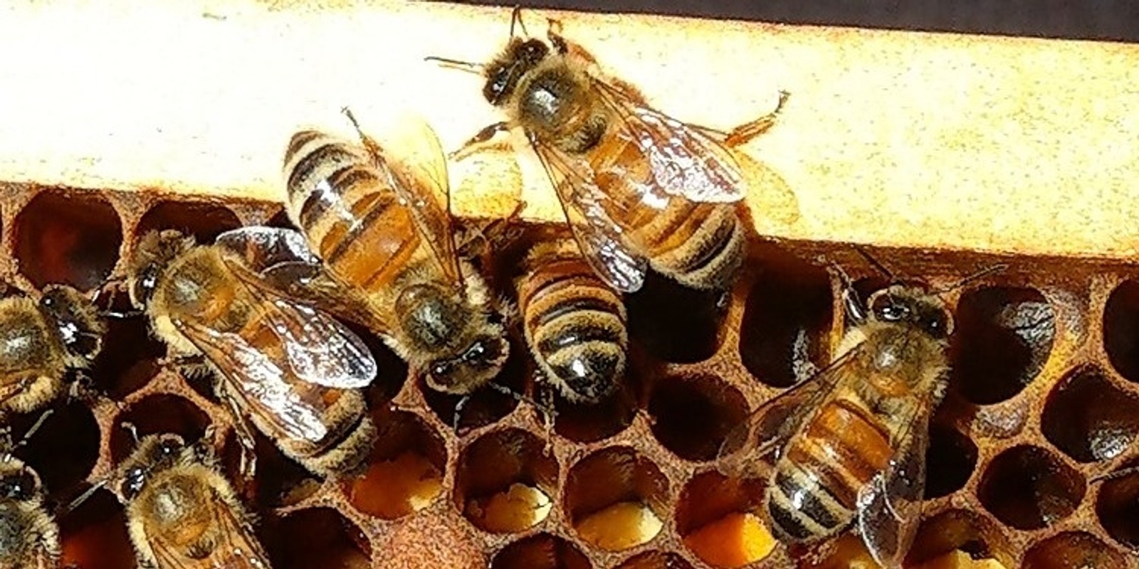 Banner image for Introduction to Natural Beekeeping