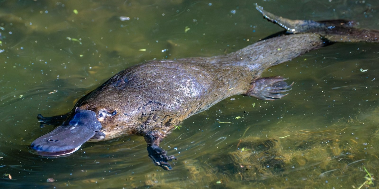 Banner image for Platypus Prowl on the Tarwin