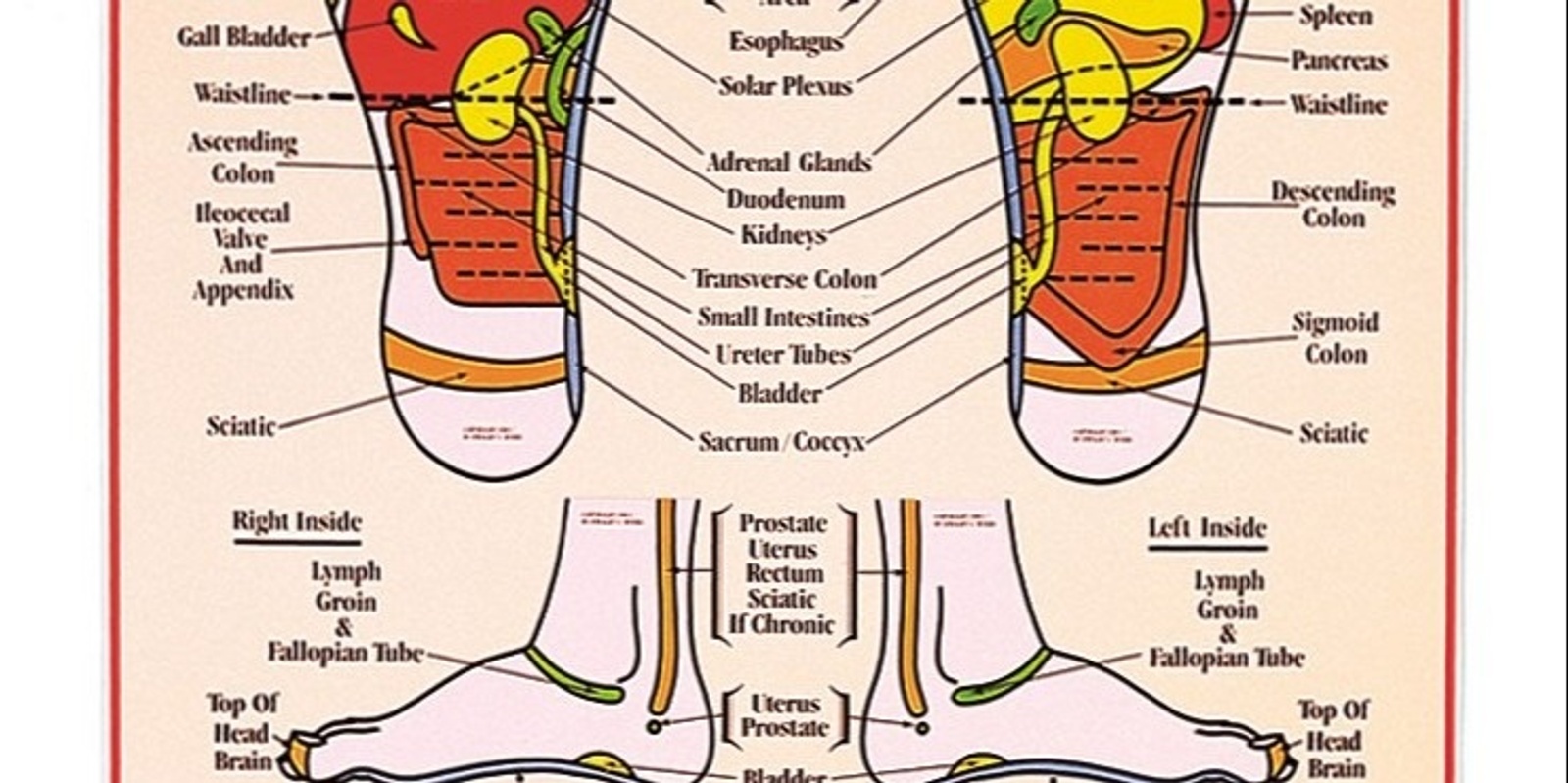 Banner image for Introduction to reflexology treatments