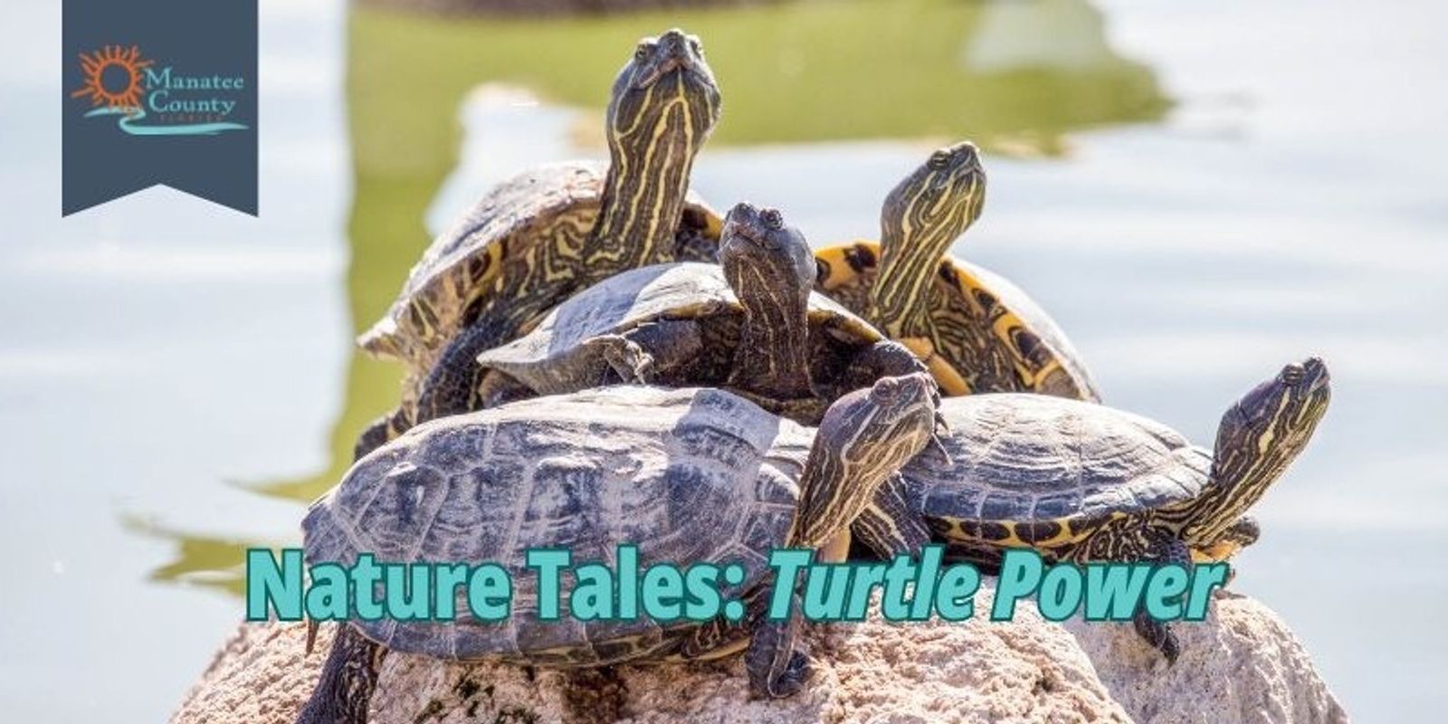 Banner image for Nature Tales: "Shell"tastic Turtles