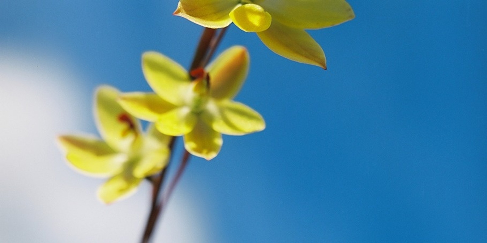 Banner image for WORKSHOP | Metamorphosis - Botanical Portraiture with David Charles Collins