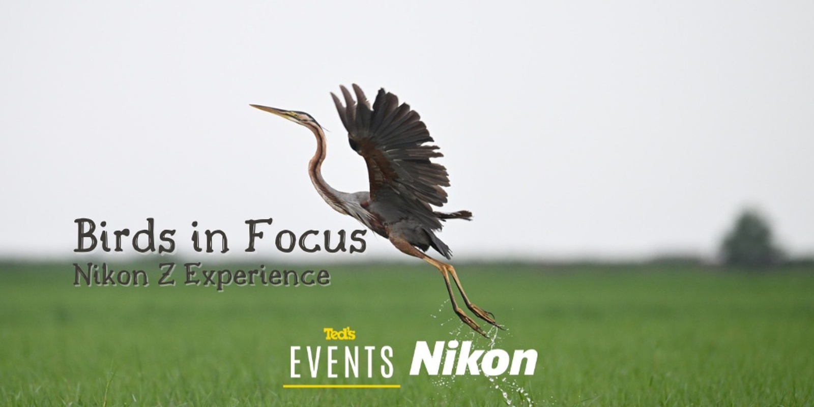 Banner image for Birds in Focus: Nikon Z Experience