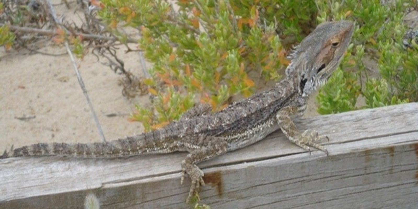 Banner image for Habitat Chat-Nature Conservation in the South Port Noarlunga Dunes