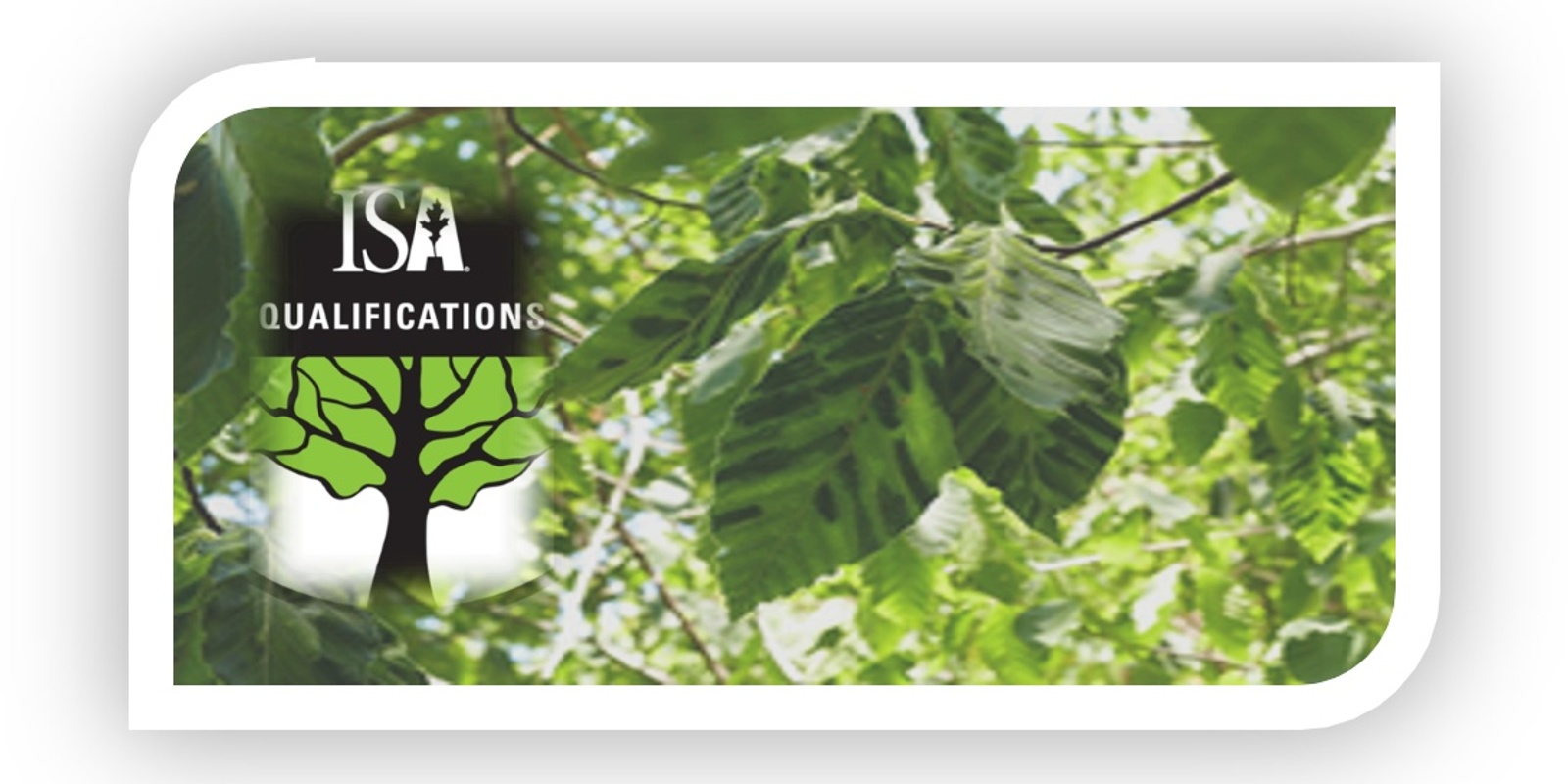 Banner image for Tree Risk Assessment Qualification Renewal Course