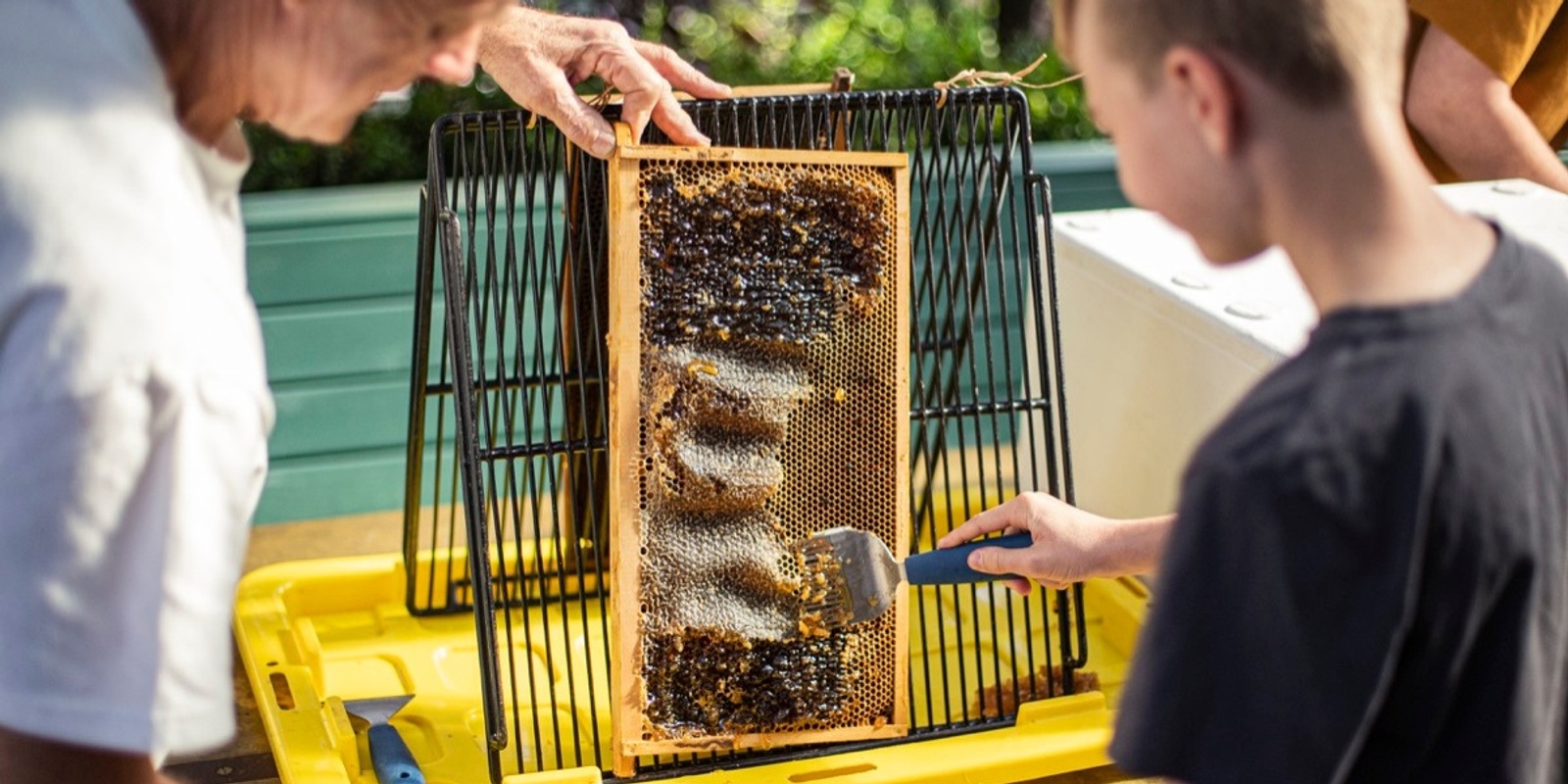 Banner image for Kids Honey Workshop