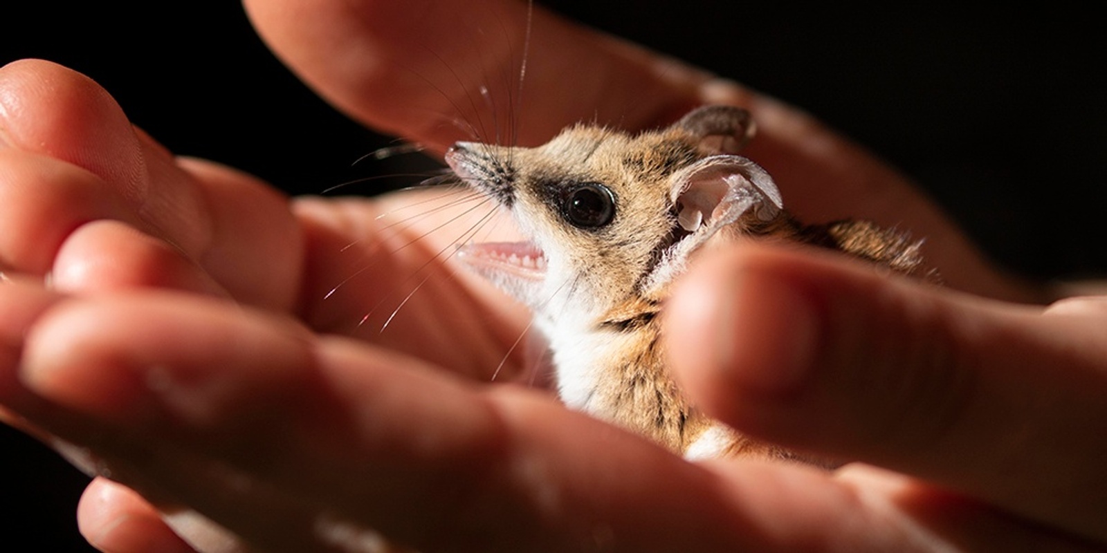 All things Fat-tailed Dunnart + GPN Meeting