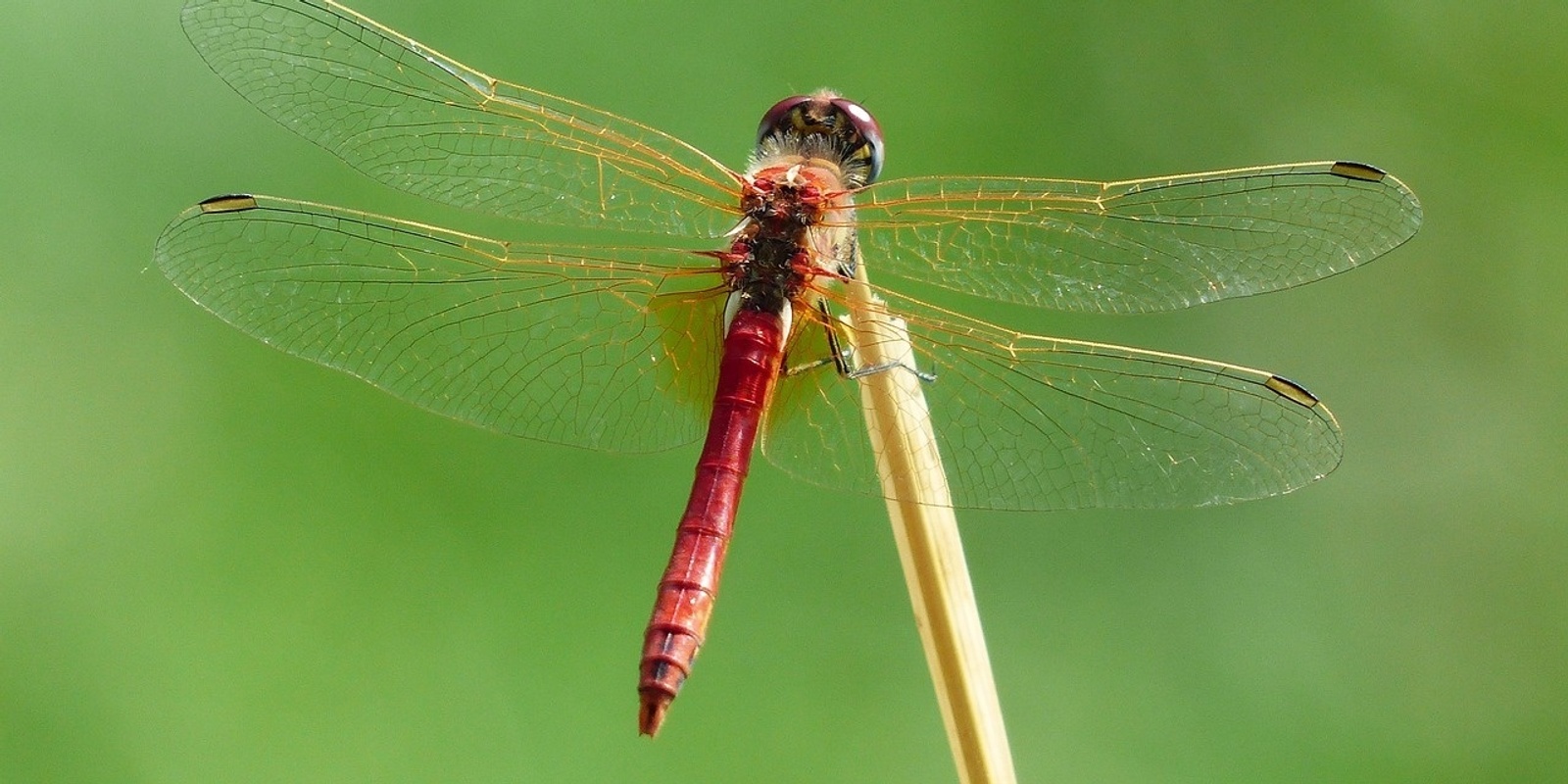 Banner image for When the Dragonfly emerges