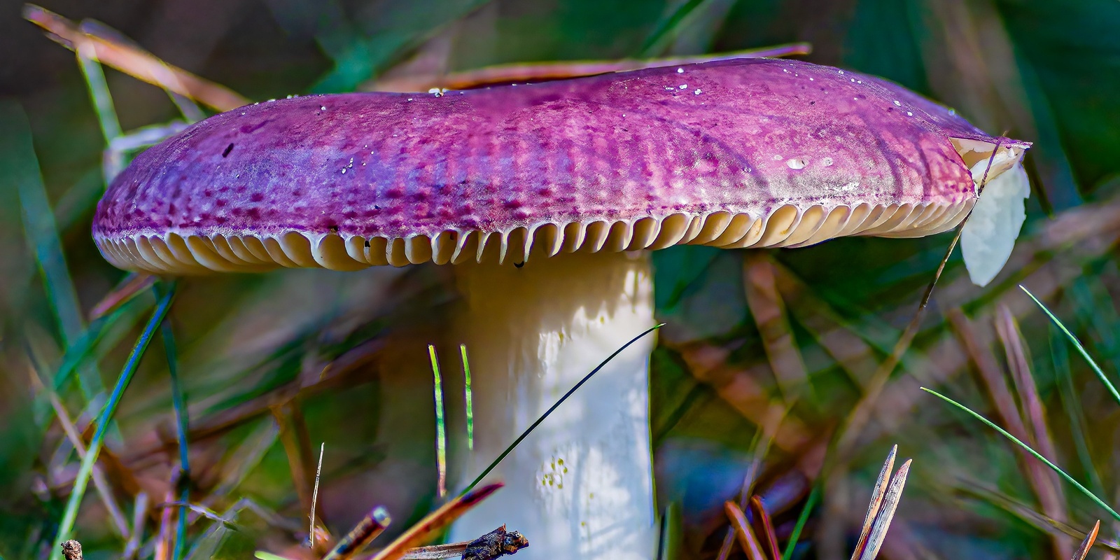 Banner image for Kioloa Fungi Foray