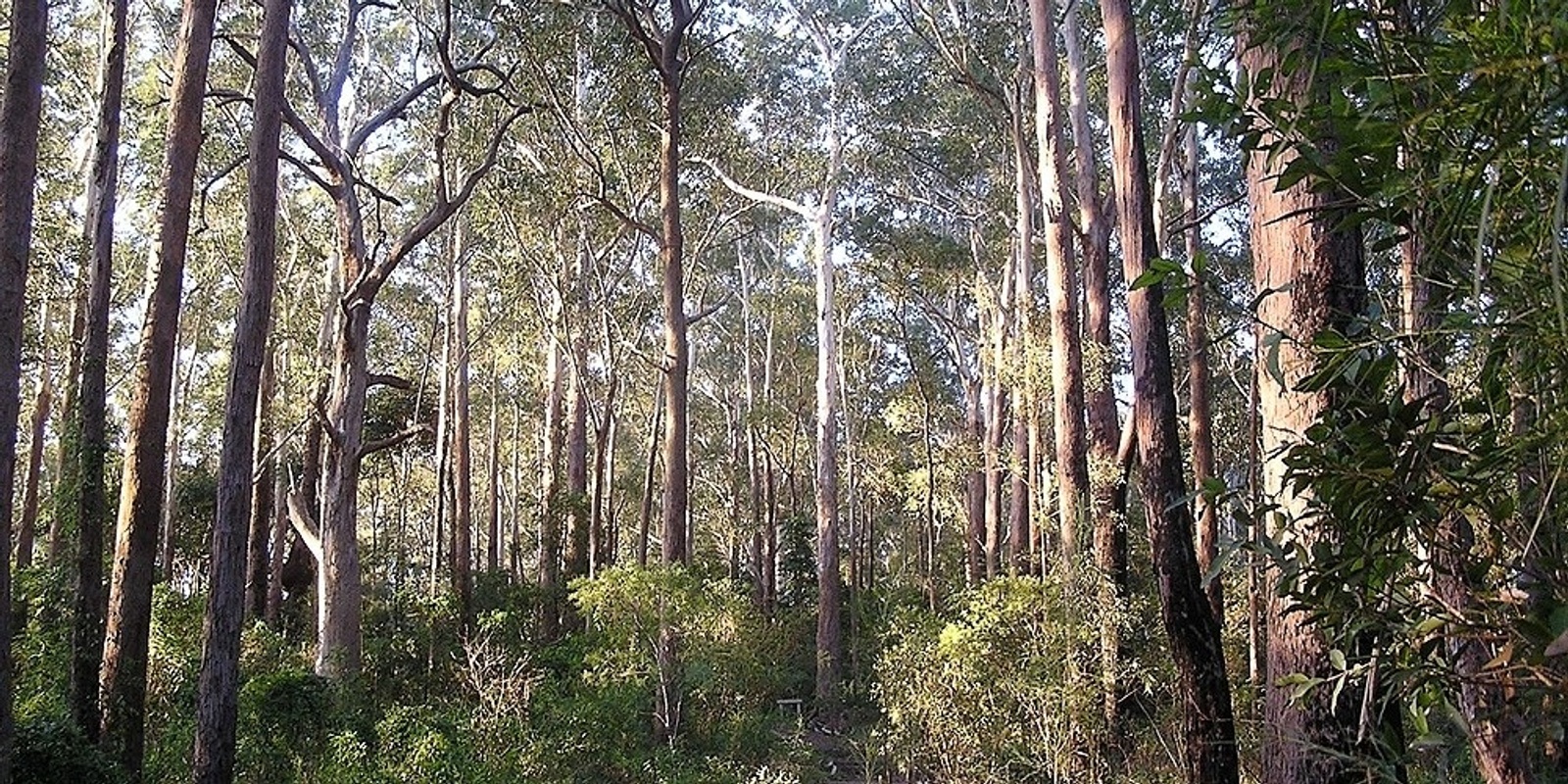 Banner image for Sheldon Forest Walk, Turramurra