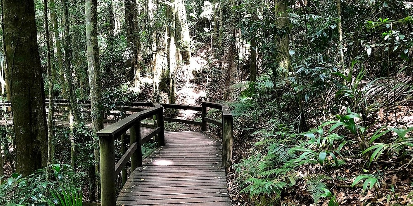 Banner image for Nature Therapy Guided Walk (Mt Glorious)