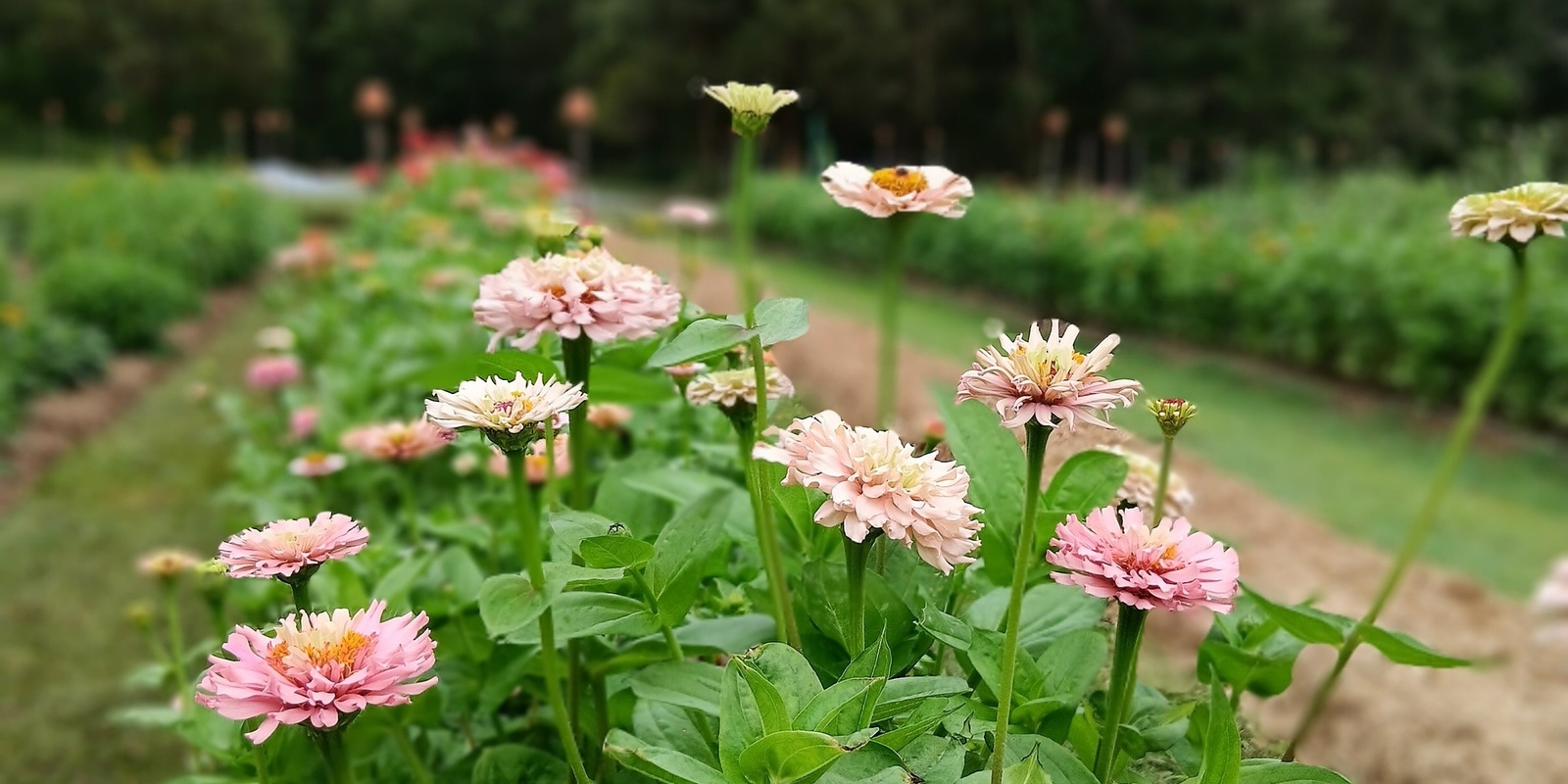 Banner image for Flower Picking Session - December 28th