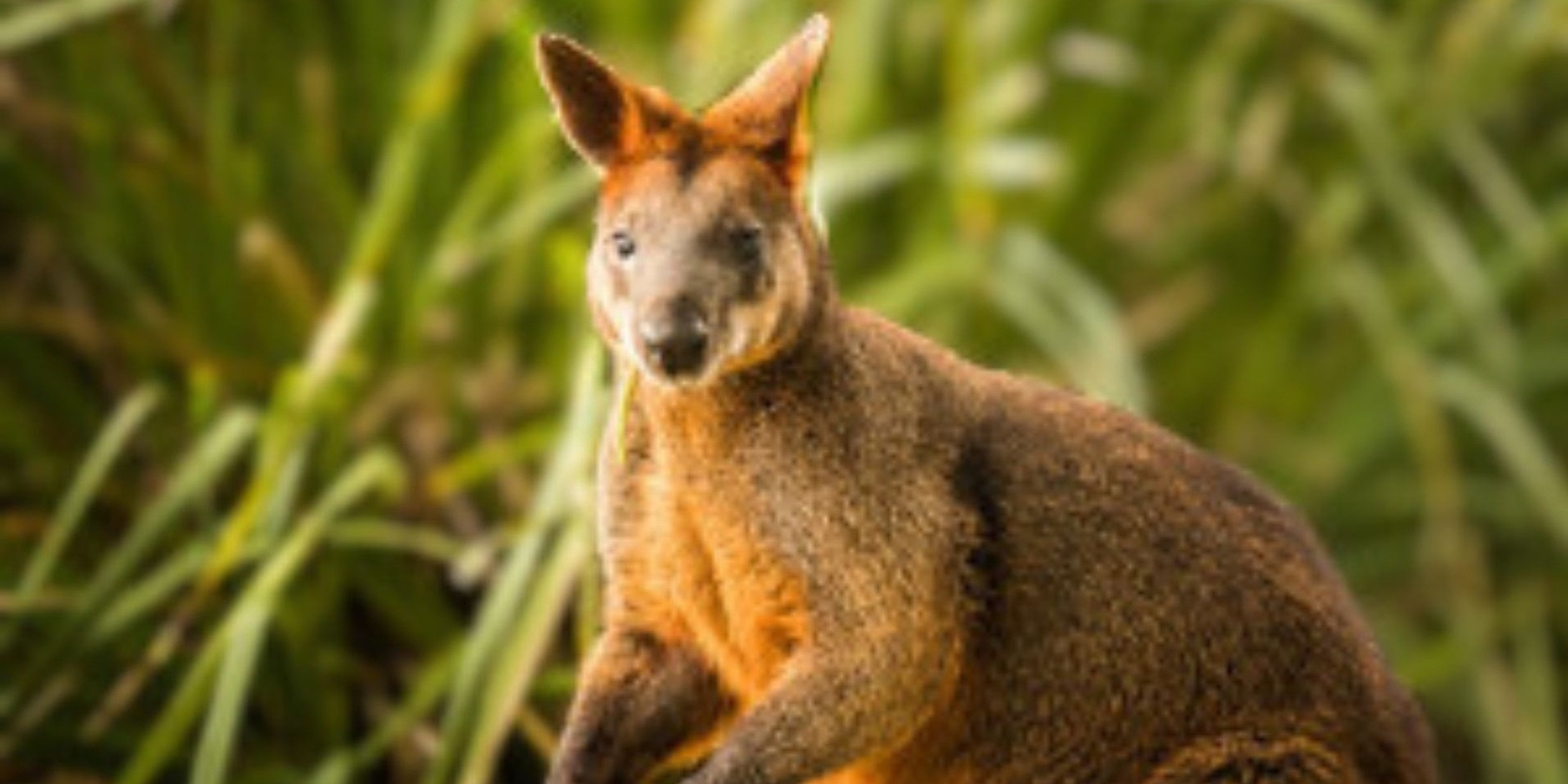 Banner image for Free Talk: Swamp Wallabies and Rare Plants