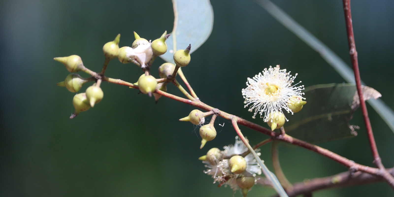 Banner image for Seed Collection and Propagation Workshop