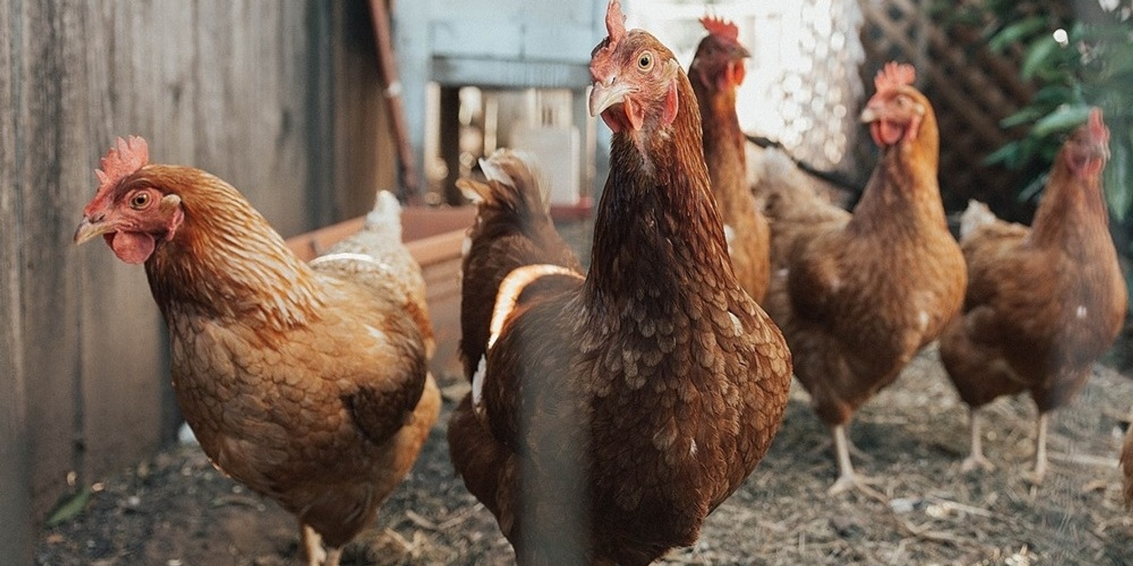 Banner image for Backyard Chickens with Food Is Free Inc. and Jenny Tait Murnane