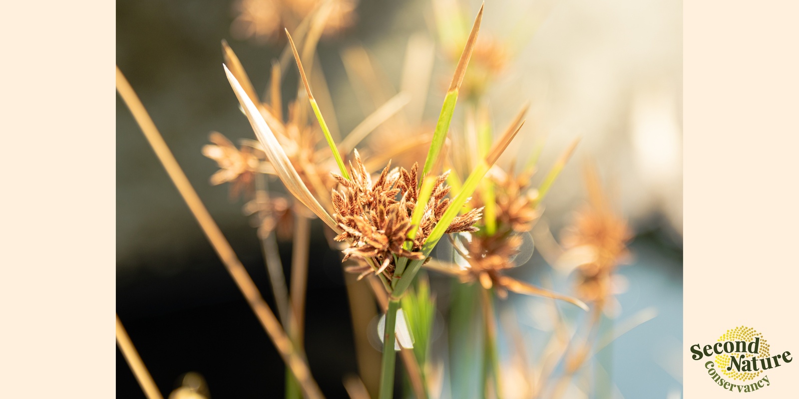 Banner image for Kangaroo grass: a keystone species for grassland restoration & Annual General Meeting