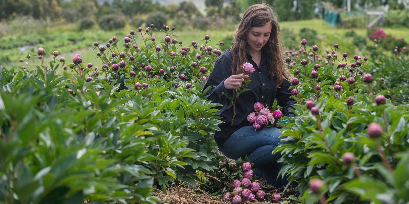 Banner image for Richmond Peony Farm Open Day and PYO