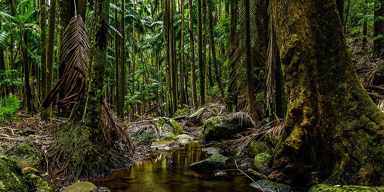 Banner image for Witches Falls & Sandy Creek - Tamborine National Park