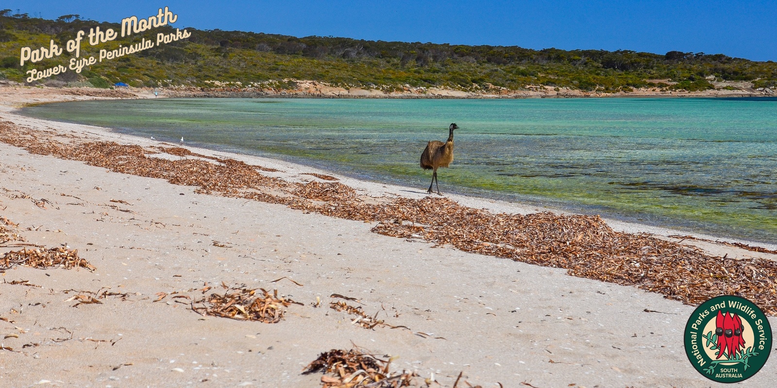 Banner image for Lincoln National Park: Beach discovery and marine debris clean-up