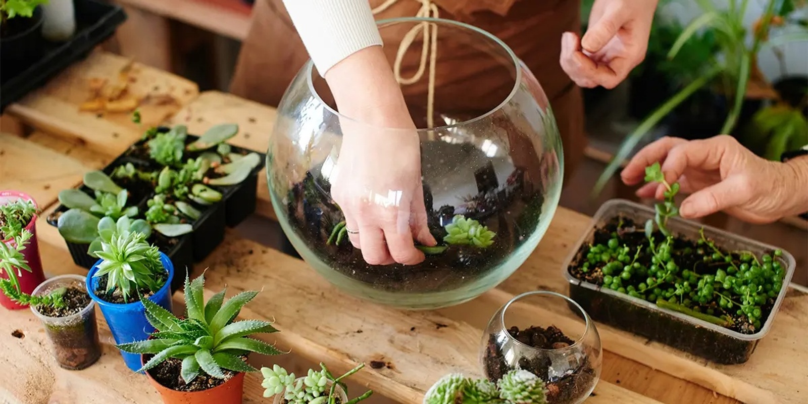 Banner image for Terrarium Workshop