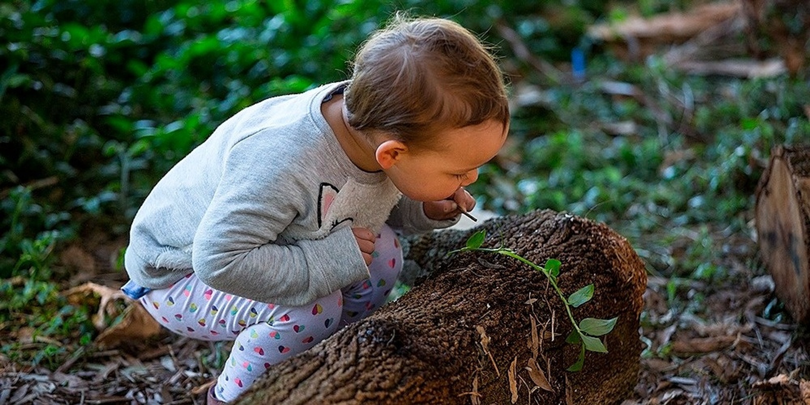 Banner image for Seedlings Nature School - Royal Botanic Garden Sydney