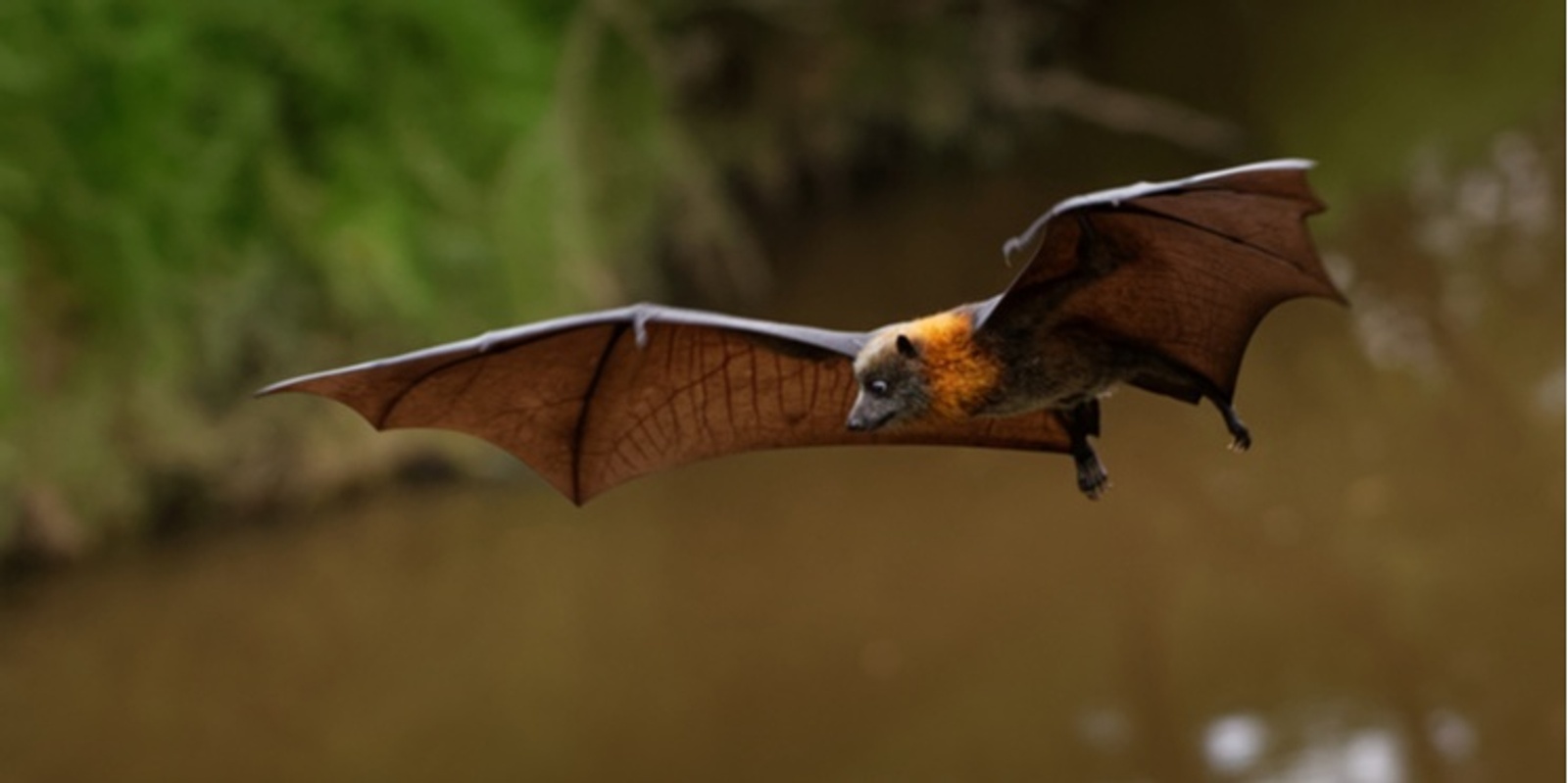 Banner image for Billabong Bioblitz: Dusk Wildlife Walk and Talk (adults) 