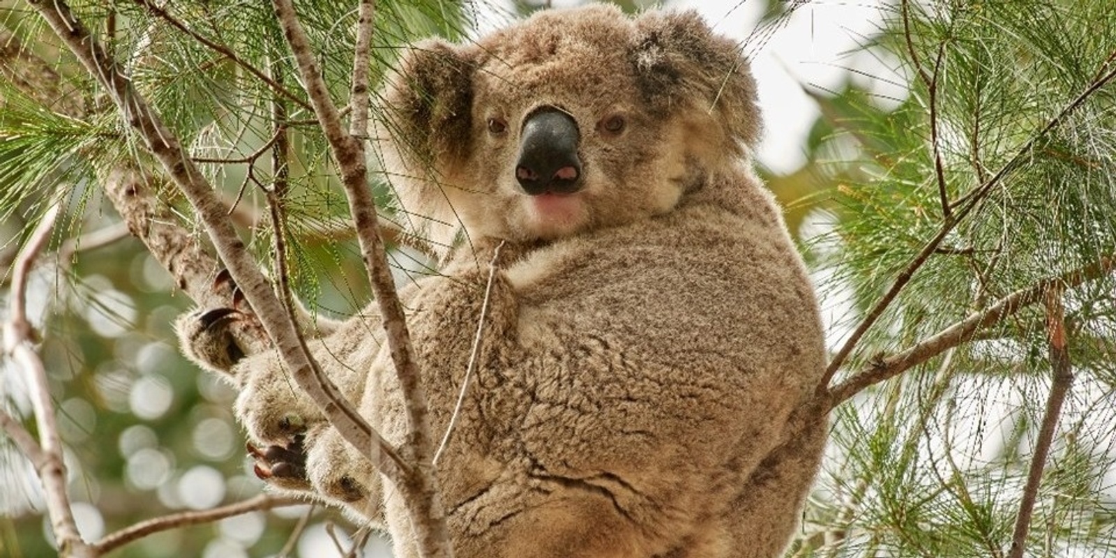Banner image for Open Day - Koala conservation in the coastal forests between Bermagui and Bega Rivers