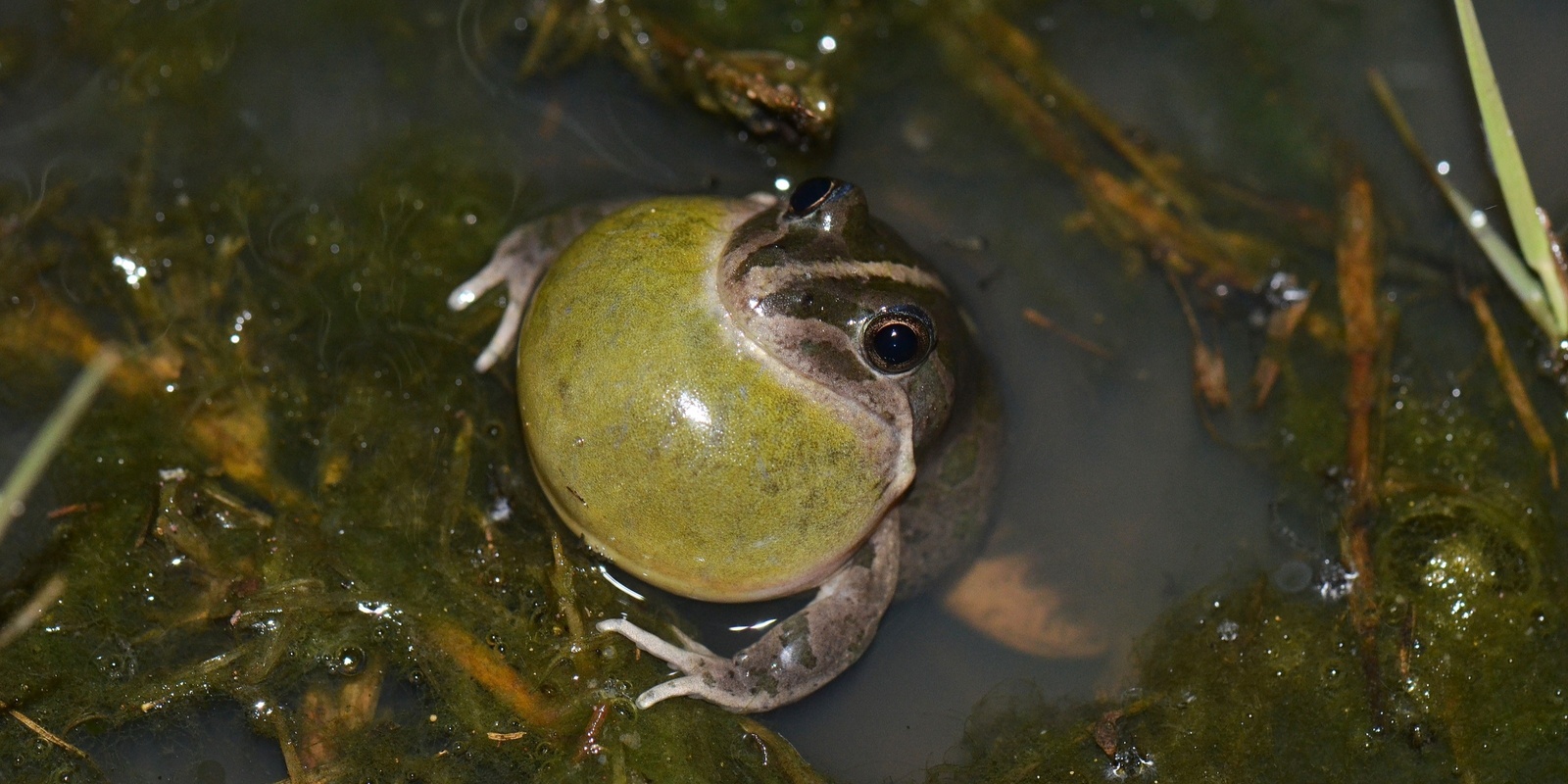 Banner image for Frog ID Dinner Lake Cowal 