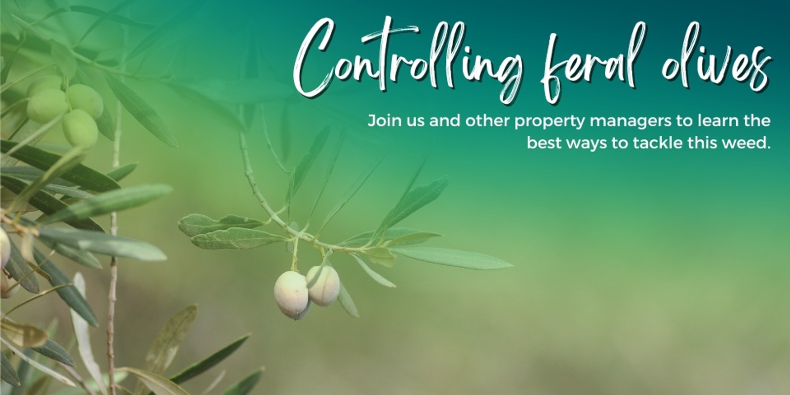 Banner image for Beginners Olive control workshop