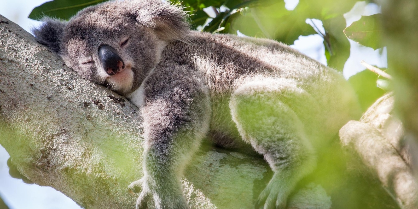 Banner image for Koala Conservation Workshop: Empowering Landholders for Habitat Restoration