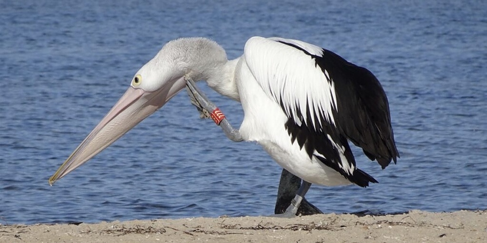 Banner image for Gippsland Pelicans: Citizen Science